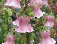 books ♡ ₊˚ - the cruel prince, king of scars, babel, icarus, tjr-verse, circe, free from falling